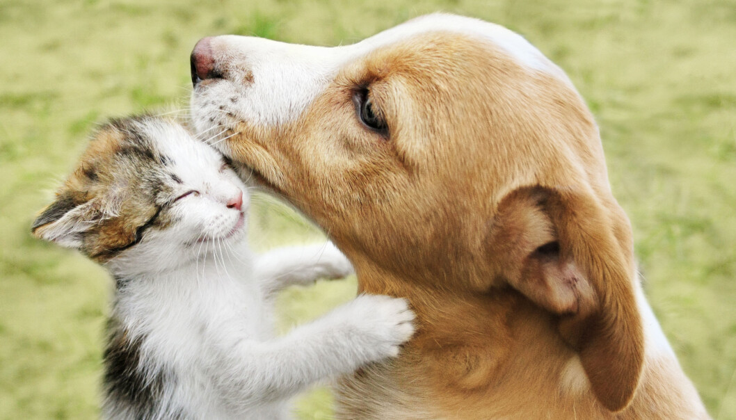 Illustrasjonsfoto: iStock/Arkadova Illustrasjonsfoto: iStock/Arkadova