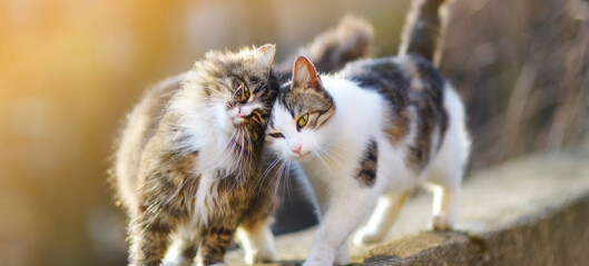 Høyesterett: Ikke grovt brudd på dyrevelferdsloven å knekke nakken på to katter