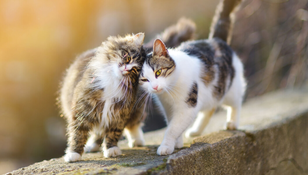 Illustrasjonsfoto: iStock/maximkabb Illustrasjonsfoto: iStock/maximkabb