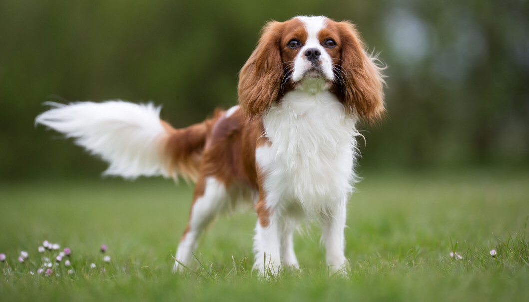 Cavalieren lå i fjor på 11.plass på Norsk Kennel Klubs oversikt over Norges mest populære hunderaser. Cavalieren lå i fjor på 11.plass på Norsk Kennel Klubs oversikt over Norges mest populære hunderaser.