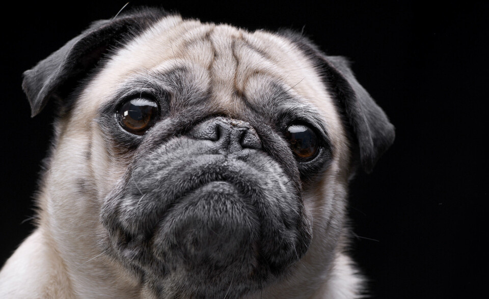 Mange hunder av rasen mops har store pusteproblemer. Enkelte individer har også for tette nesebor, samt løs hud i svelget som kan dekke luftrøret.