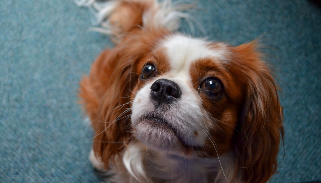 Det er usikkerhet knyttet til avlsbestemmelsens rekkevidde, og dette spørsmålet er egnet til rettslig prøving, mener Oslo tingrett. Her en cavalier king charles spaniel Det er usikkerhet knyttet til avlsbestemmelsens rekkevidde, og dette spørsmålet er egnet til rettslig prøving, mener Oslo tingrett. Her en cavalier king charles spaniel