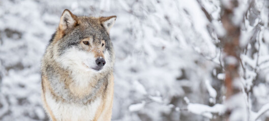 Høyesterett: Felling av 27 ulver truet ikke bestanden