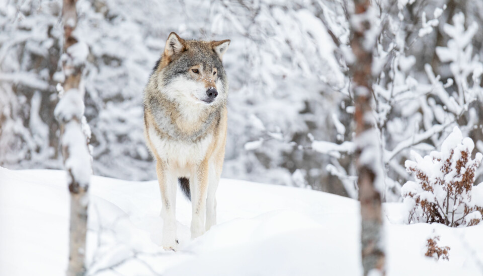 Høyesterett har behandlet såkalt lisensfelling av totalt 31 ulver.