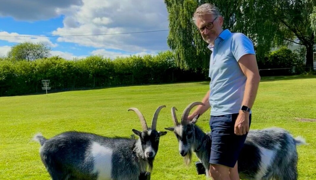 Advokat Lars Braastad sammen med de to afrikanske geitene Martin og Messi. Advokat Lars Braastad sammen med de to afrikanske geitene Martin og Messi.
